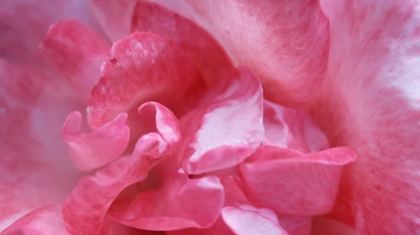 Delikatne Płatki Róż Makro — Zdjęcie stockowe