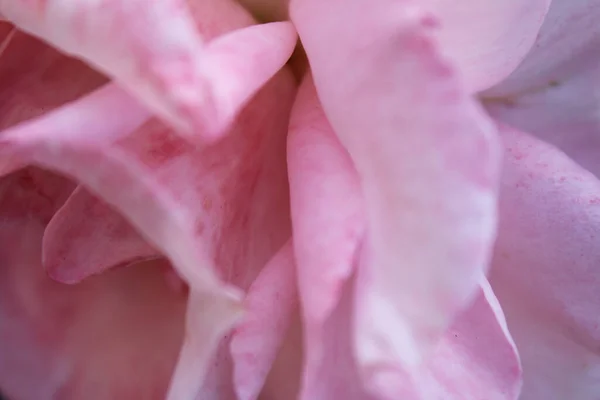 Jemné Okvětní Lístky Růžových Růží Makro — Stock fotografie