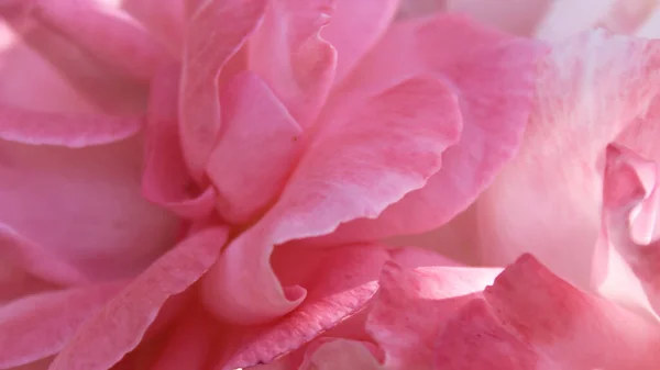 Delicate Petals Pink Roses Macro — Stock Photo, Image