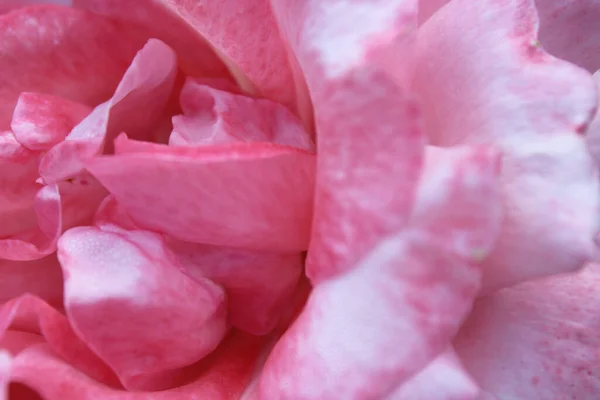 Jemné Okvětní Lístky Růžových Růží Makro — Stock fotografie