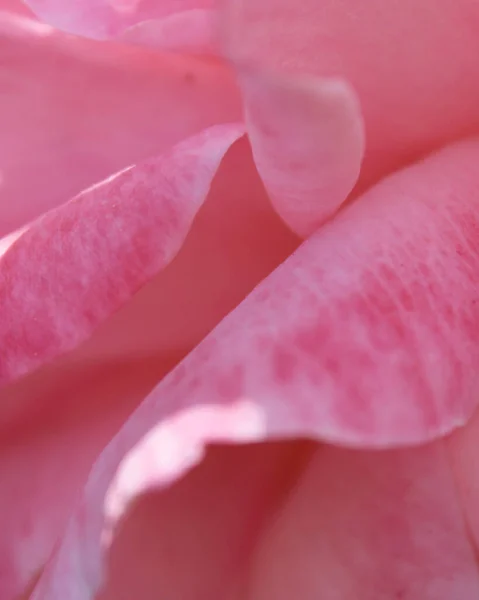 Kelopak Halus Mawar Merah Muda Makro — Stok Foto