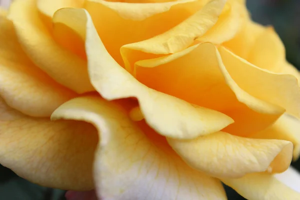 Textura Fundo Amarelo Rosa Macro — Fotografia de Stock