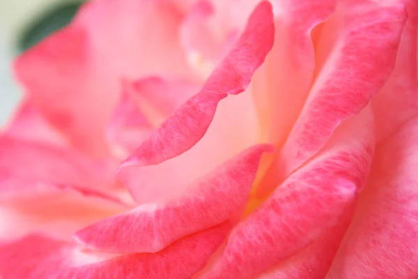 Tło Tekstury Różowy Róża Zbliżenie — Zdjęcie stockowe