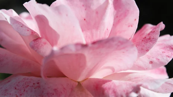 Pozadí Textura Růžová Růže Detailní — Stock fotografie