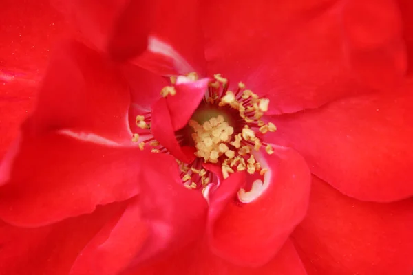 Háttér Virág Piros Rózsa Sárga Középső Makró — Stock Fotó
