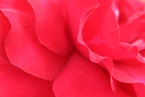 Czerwone Jedwabne Tło Tekstura Tła Płatków Róży Czerwonej — Zdjęcie stockowe