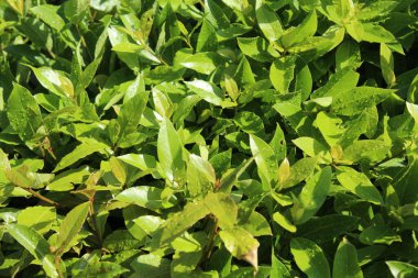 Su damlalı yeşil yaprakların doğal arkaplanı