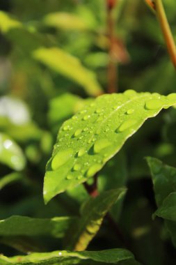 Su damlalı yeşil yaprakların doğal arkaplanı