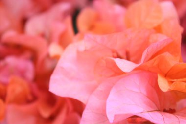Pembe çiçeklerin doğal arka planı. Türk begonvili çiçekleri