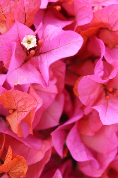 Fondo Natural Flores Rosadas Flores Buganvillas Turcas — Foto de Stock