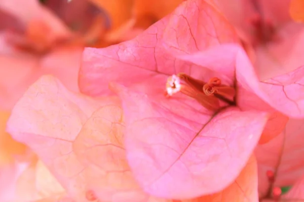 Natürlicher Hintergrund Der Rosa Blüten Türkische Bougainvillea — Stockfoto