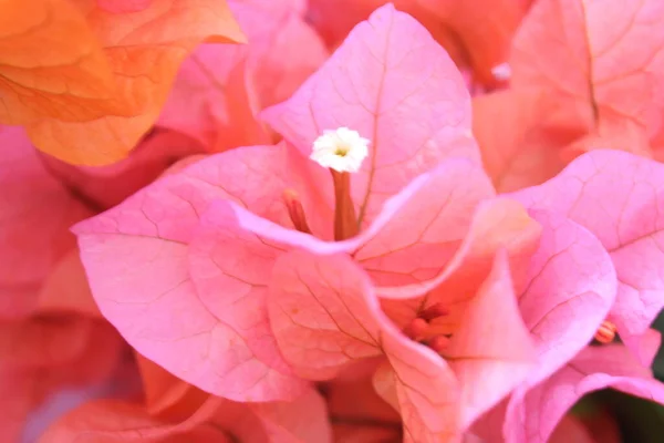 Fondo Natural Flores Rosadas Flores Buganvillas Turcas — Foto de Stock