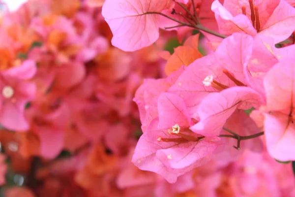 stock image Natural background of pink flowers. Turkish bougainvillea flowers