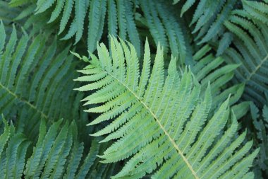 Yeşil yaprakların doğal arkaplanı