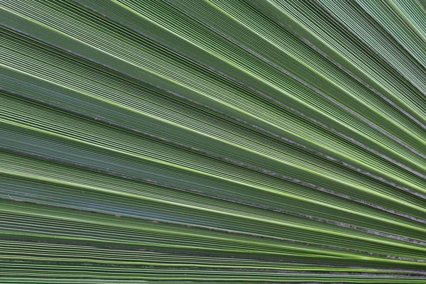Природний Фон Текстури Зеленого Листя — стокове фото