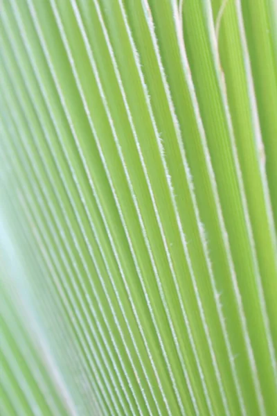 Textura Fundo Natural Folhas Verdes — Fotografia de Stock