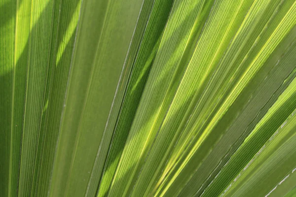 Textura Fundo Natural Folhas Verdes — Fotografia de Stock