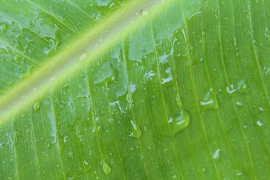 Su damlalı yeşil yaprakların doğal arkaplanı