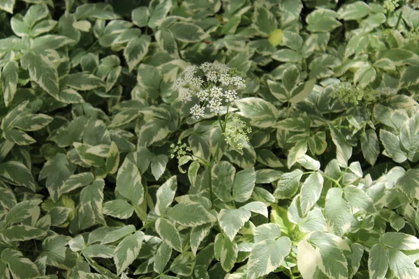 Naturalna Tekstura Tła Zielonych Liści — Zdjęcie stockowe