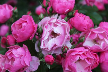  pembe Gül güzel çalı