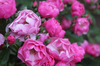  pembe Gül güzel çalı