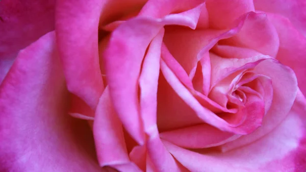 Přírodní Pozadí Textura Růžová Růže Detailní — Stock fotografie