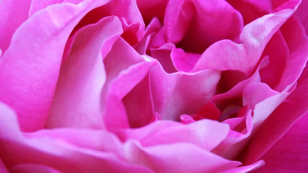 Natural Background Texture Pink Rose Closeup — Stock Photo, Image
