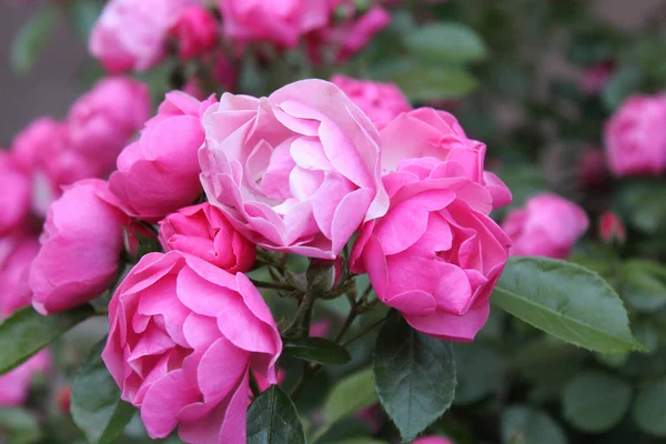 Όμορφο Θάμνο Από Ροζ Τριαντάφυλλο Θάμνος Από Ροζ Τριαντάφυλλα — Φωτογραφία Αρχείου