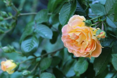 Bir tebrik kartı için arka plan Güzel güller