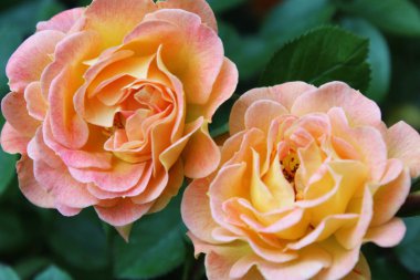 Bir tebrik kartı için arka plan Güzel güller