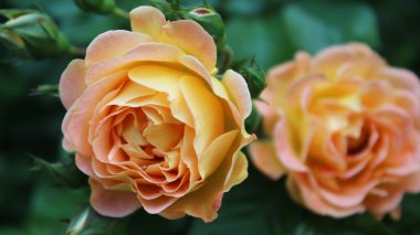 Bir tebrik kartı için arka plan Güzel güller