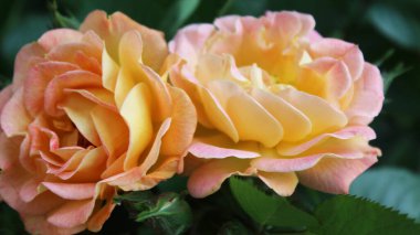 Bir tebrik kartı için arka plan Güzel güller