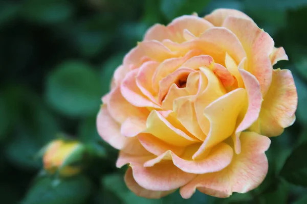 Fondo Para Una Tarjeta Felicitación Hermosas Rosas — Foto de Stock