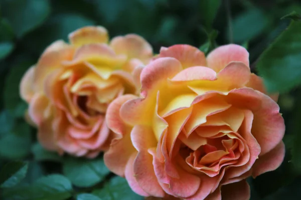 Fundo Para Cartão Saudação Belas Rosas — Fotografia de Stock