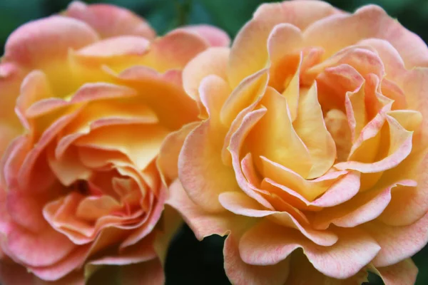 Pozadí Pro Blahopřání Krásné Růže — Stock fotografie