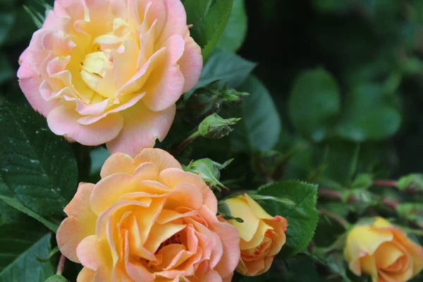 Φόντο Για Μια Ευχετήρια Κάρτα Όμορφα Τριαντάφυλλα — Φωτογραφία Αρχείου