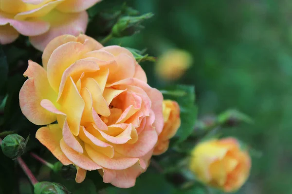 Fondo Para Una Tarjeta Felicitación Hermosas Rosas — Foto de Stock