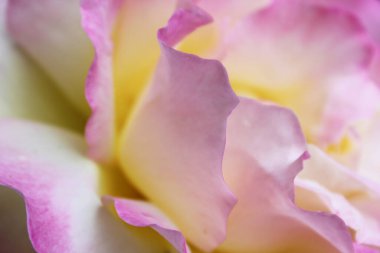 Pembe gül yakın çekim. Doğal arka plan pembe