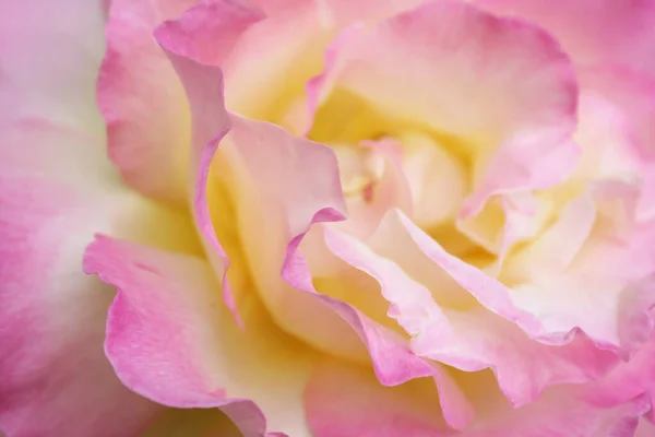 Mawar Merah Muda Mendekat Latar Belakang Alami Pink — Stok Foto