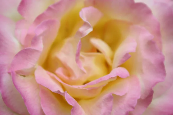 Pink Rose Close Natural Background Pink — Stock Photo, Image