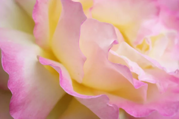 Różowa Róża Bliska Naturalne Tło Różowy — Zdjęcie stockowe