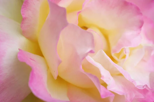 粉红的玫瑰靠近了 天然背景粉红 — 图库照片