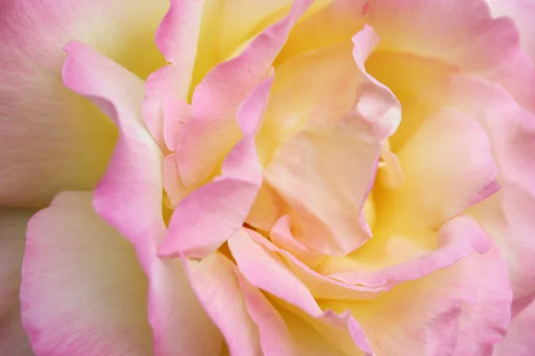 Zblízka Růžová Přírodní Pozadí Růžové — Stock fotografie