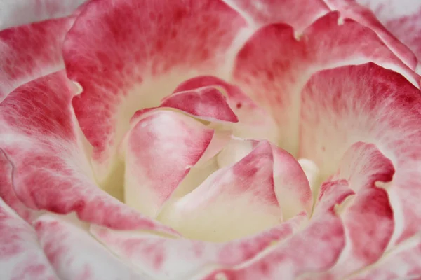 Naturalne Tło Zbliżenie Płatków Róż Czerwonych Białych — Zdjęcie stockowe