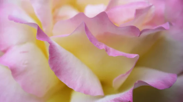 粉红的玫瑰靠近了 天然背景粉红 — 图库照片