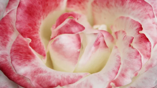 红白玫瑰花瓣的自然背景特写 — 图库照片