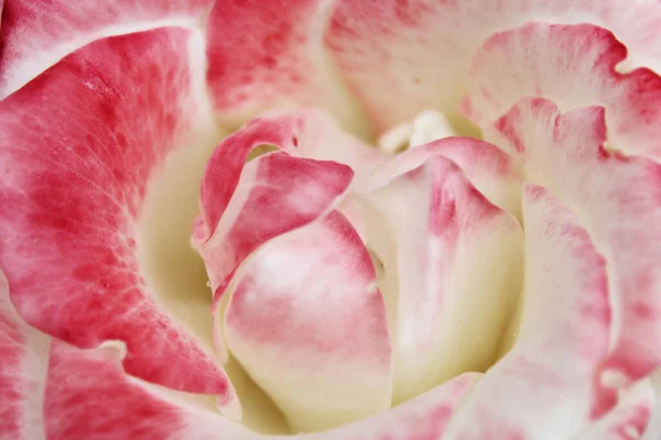 红白玫瑰花瓣的自然背景特写 — 图库照片