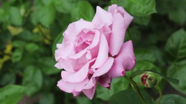  Çiçek güzel narin mor gül yakın plan yeşil arka plan