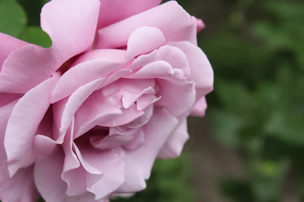 Květina Krásná Jemná Fialová Růže Zblízka Zeleném Pozadí — Stock fotografie