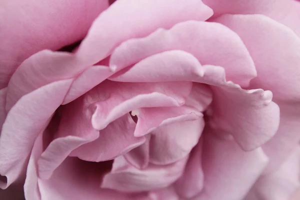 粉红的玫瑰靠近了 淡紫色玫瑰花瓣的自然背景 — 图库照片